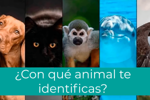 Qué Animal Eres Según Tu Personalidad Descúbrelo Aquí 1 animales representativos con diversas personalidades
