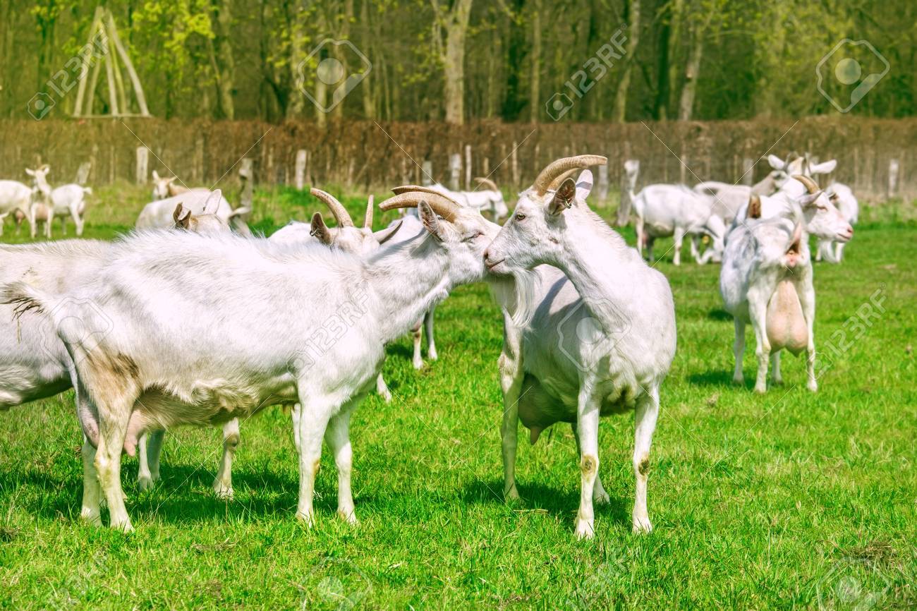 chivos en el campo soleado