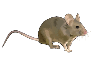 raton