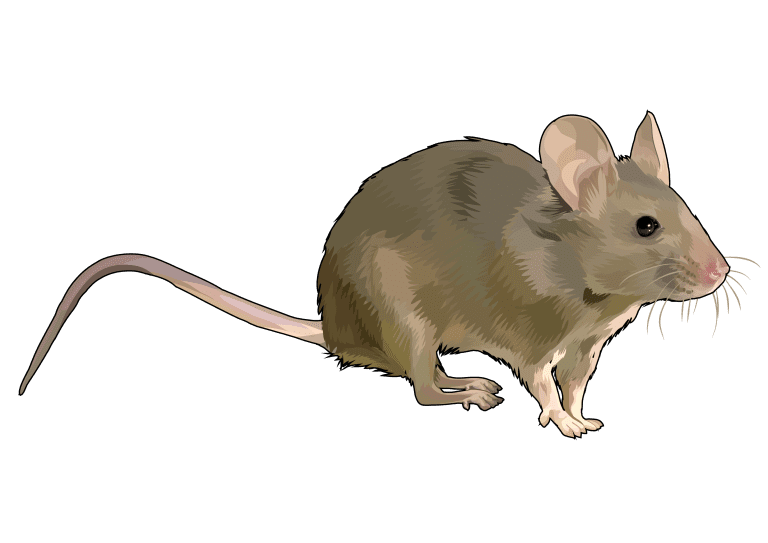 De qué trata el cuento del león y el ratón en su versión original 25 De qué trata el cuento del león y el ratón en su versión original