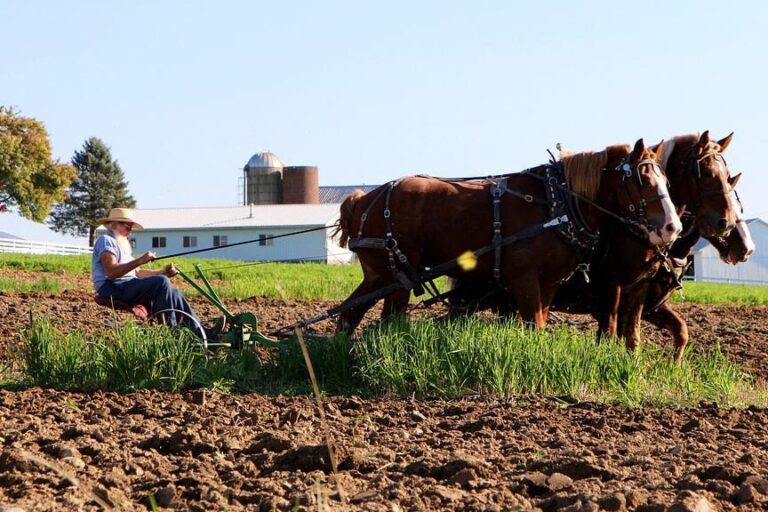 Normas de vida de los amish: tradición, comunidad y valores 4 Normas de vida de los amish: tradición, comunidad y valores